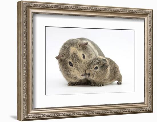 Yellow-Agouti Adult and Baby Guinea Pigs-Mark Taylor-Framed Photographic Print