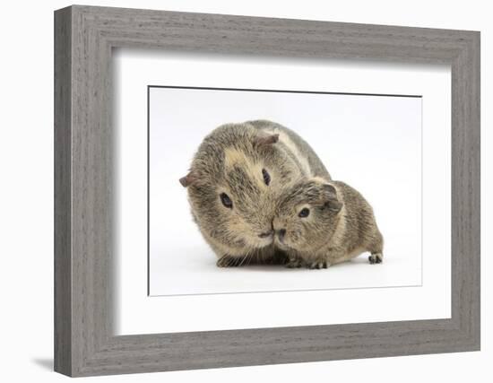 Yellow-Agouti Adult and Baby Guinea Pigs-Mark Taylor-Framed Photographic Print