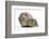 Yellow-Agouti Adult and Baby Guinea Pigs-Mark Taylor-Framed Photographic Print