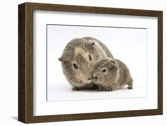 Yellow-Agouti Adult and Baby Guinea Pigs-Mark Taylor-Framed Photographic Print