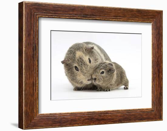 Yellow-Agouti Adult and Baby Guinea Pigs-Mark Taylor-Framed Photographic Print