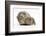 Yellow-Agouti Adult and Baby Guinea Pigs-Mark Taylor-Framed Photographic Print