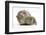 Yellow-Agouti Adult and Baby Guinea Pigs-Mark Taylor-Framed Photographic Print