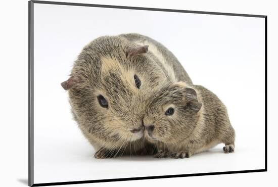 Yellow-Agouti Adult and Baby Guinea Pigs-Mark Taylor-Mounted Photographic Print