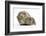 Yellow-Agouti Adult and Baby Guinea Pigs-Mark Taylor-Framed Photographic Print
