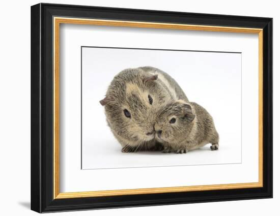 Yellow-Agouti Adult and Baby Guinea Pigs-Mark Taylor-Framed Photographic Print