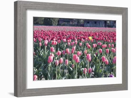 Yellow Among Pinks-Dana Styber-Framed Photographic Print