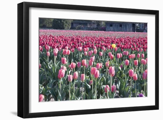 Yellow Among Pinks-Dana Styber-Framed Photographic Print