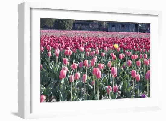 Yellow Among Pinks-Dana Styber-Framed Photographic Print