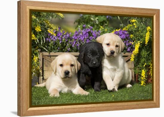 Yellow and Black Labrador Puppies-null-Framed Premier Image Canvas