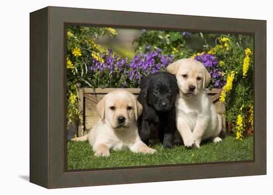 Yellow and Black Labrador Puppies-null-Framed Premier Image Canvas