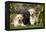 Yellow and Black Labrador Puppies-null-Framed Premier Image Canvas