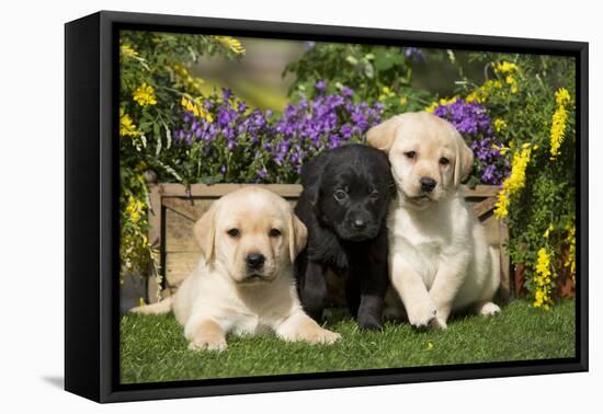 Yellow and Black Labrador Puppies-null-Framed Premier Image Canvas