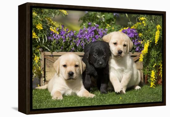 Yellow and Black Labrador Puppies-null-Framed Premier Image Canvas