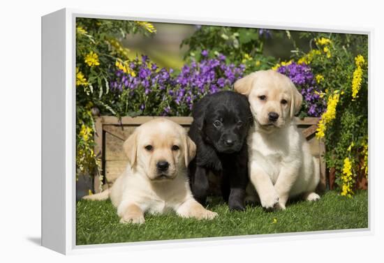 Yellow and Black Labrador Puppies-null-Framed Premier Image Canvas