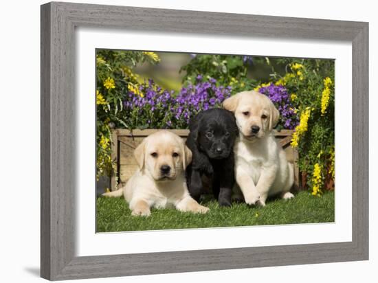 Yellow and Black Labrador Puppies-null-Framed Photographic Print