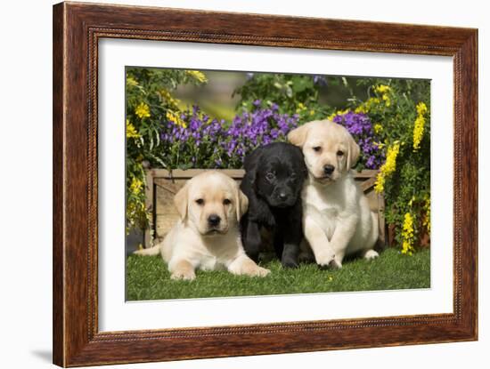 Yellow and Black Labrador Puppies-null-Framed Photographic Print