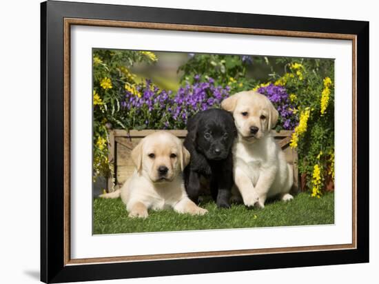 Yellow and Black Labrador Puppies-null-Framed Photographic Print