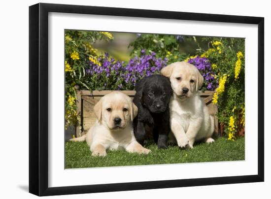Yellow and Black Labrador Puppies-null-Framed Photographic Print