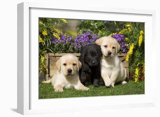 Yellow and Black Labrador Puppies-null-Framed Photographic Print