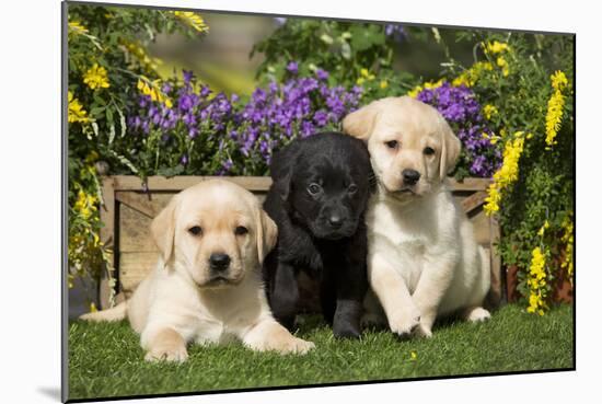 Yellow and Black Labrador Puppies-null-Mounted Photographic Print