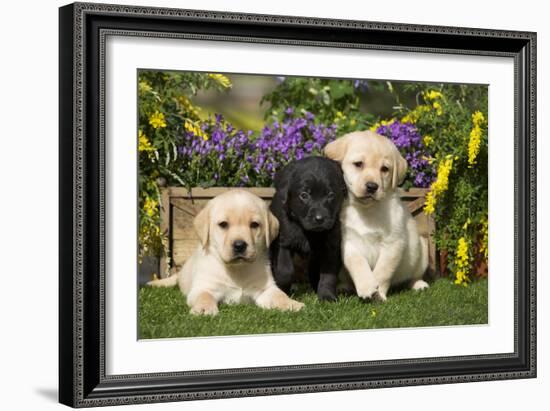 Yellow and Black Labrador Puppies-null-Framed Photographic Print