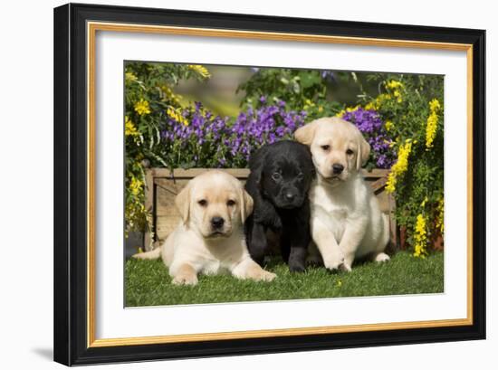 Yellow and Black Labrador Puppies-null-Framed Photographic Print