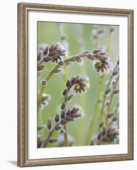 Yellow and Blue Forget Me Nots-Don Paulson-Framed Giclee Print