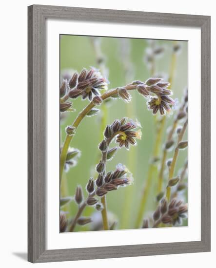 Yellow and Blue Forget Me Nots-Don Paulson-Framed Giclee Print