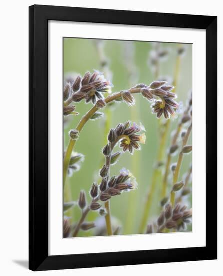 Yellow and Blue Forget Me Nots-Don Paulson-Framed Giclee Print