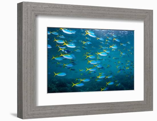 Yellow and blueback fusilier shoal, Andaman Sea, Thailand-Georgette Douwma-Framed Photographic Print