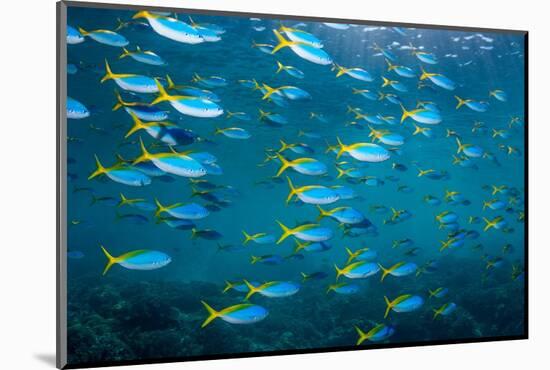 Yellow and blueback fusilier shoal, Andaman Sea, Thailand-Georgette Douwma-Mounted Photographic Print