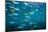 Yellow and blueback fusilier shoal, Andaman Sea, Thailand-Georgette Douwma-Mounted Photographic Print