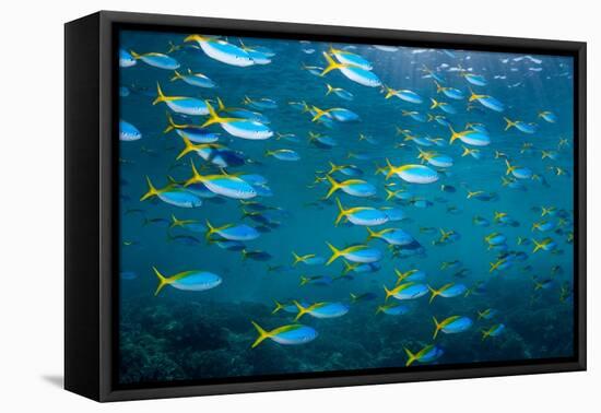 Yellow and blueback fusilier shoal, Andaman Sea, Thailand-Georgette Douwma-Framed Premier Image Canvas