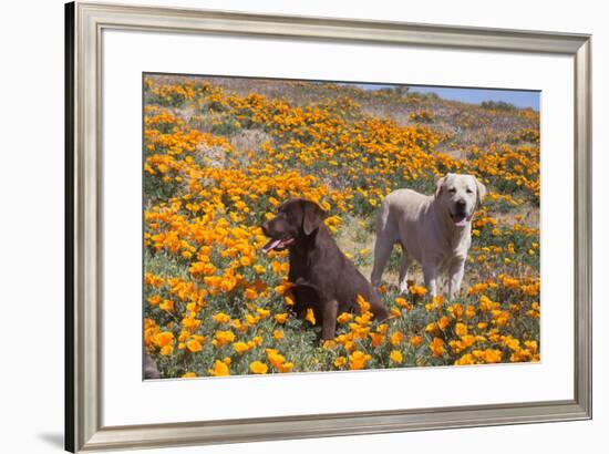 Yellow and Chocolate Labrador Retrievers in a field of poppies-Zandria Muench Beraldo-Framed Photographic Print