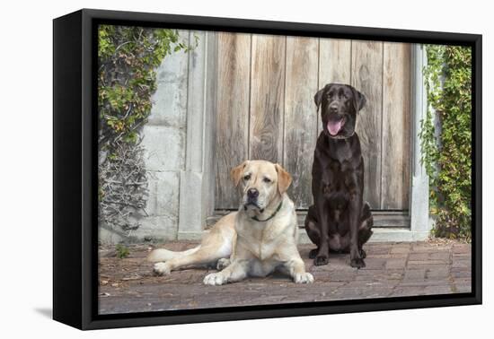 Yellow and Chocolate Labrador Retrievers sitting on rock patio-Zandria Muench Beraldo-Framed Premier Image Canvas