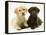Yellow and Chocolate Retriever Pups Lying Down Together-Jane Burton-Framed Premier Image Canvas