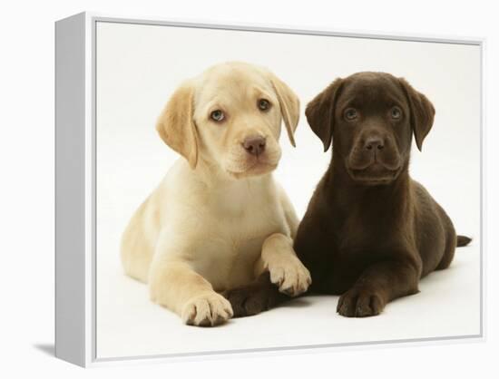 Yellow and Chocolate Retriever Pups Lying Down Together-Jane Burton-Framed Premier Image Canvas