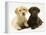 Yellow and Chocolate Retriever Pups Lying Down Together-Jane Burton-Framed Premier Image Canvas