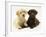 Yellow and Chocolate Retriever Pups Lying Down Together-Jane Burton-Framed Photographic Print