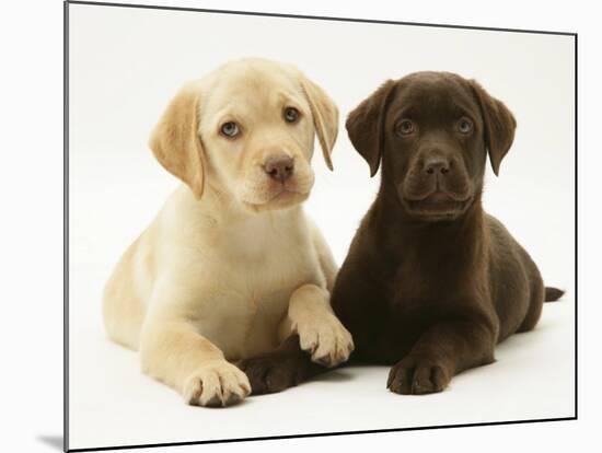 Yellow and Chocolate Retriever Pups Lying Down Together-Jane Burton-Mounted Photographic Print