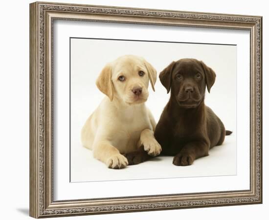 Yellow and Chocolate Retriever Pups Lying Down Together-Jane Burton-Framed Photographic Print