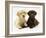 Yellow and Chocolate Retriever Pups Lying Down Together-Jane Burton-Framed Photographic Print