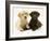 Yellow and Chocolate Retriever Pups Lying Down Together-Jane Burton-Framed Photographic Print