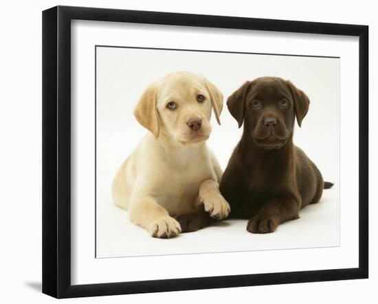 Yellow and Chocolate Retriever Pups Lying Down Together-Jane Burton-Framed Photographic Print