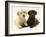 Yellow and Chocolate Retriever Pups Lying Down Together-Jane Burton-Framed Photographic Print