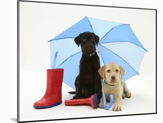 Yellow and Chocolate Retriever Pups with Wellies under a Blue Umbrella-Jane Burton-Mounted Photographic Print