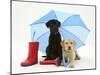 Yellow and Chocolate Retriever Pups with Wellies under a Blue Umbrella-Jane Burton-Mounted Photographic Print