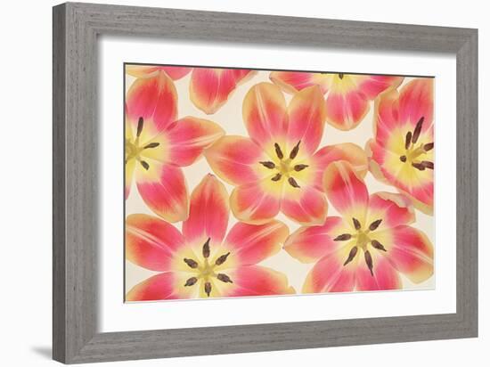 Yellow and Coral Red Tulips-Cora Niele-Framed Photographic Print