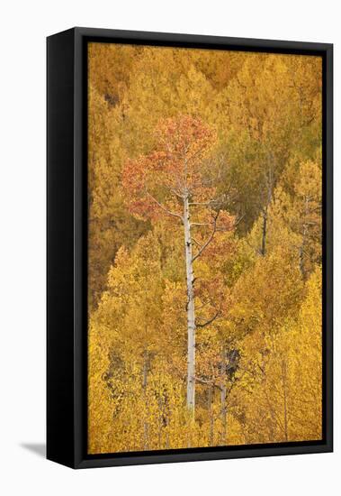 Yellow and Orange Aspen in the Fall, Uncompahgre National Forest, Colorado, U.S.A.-James Hager-Framed Premier Image Canvas